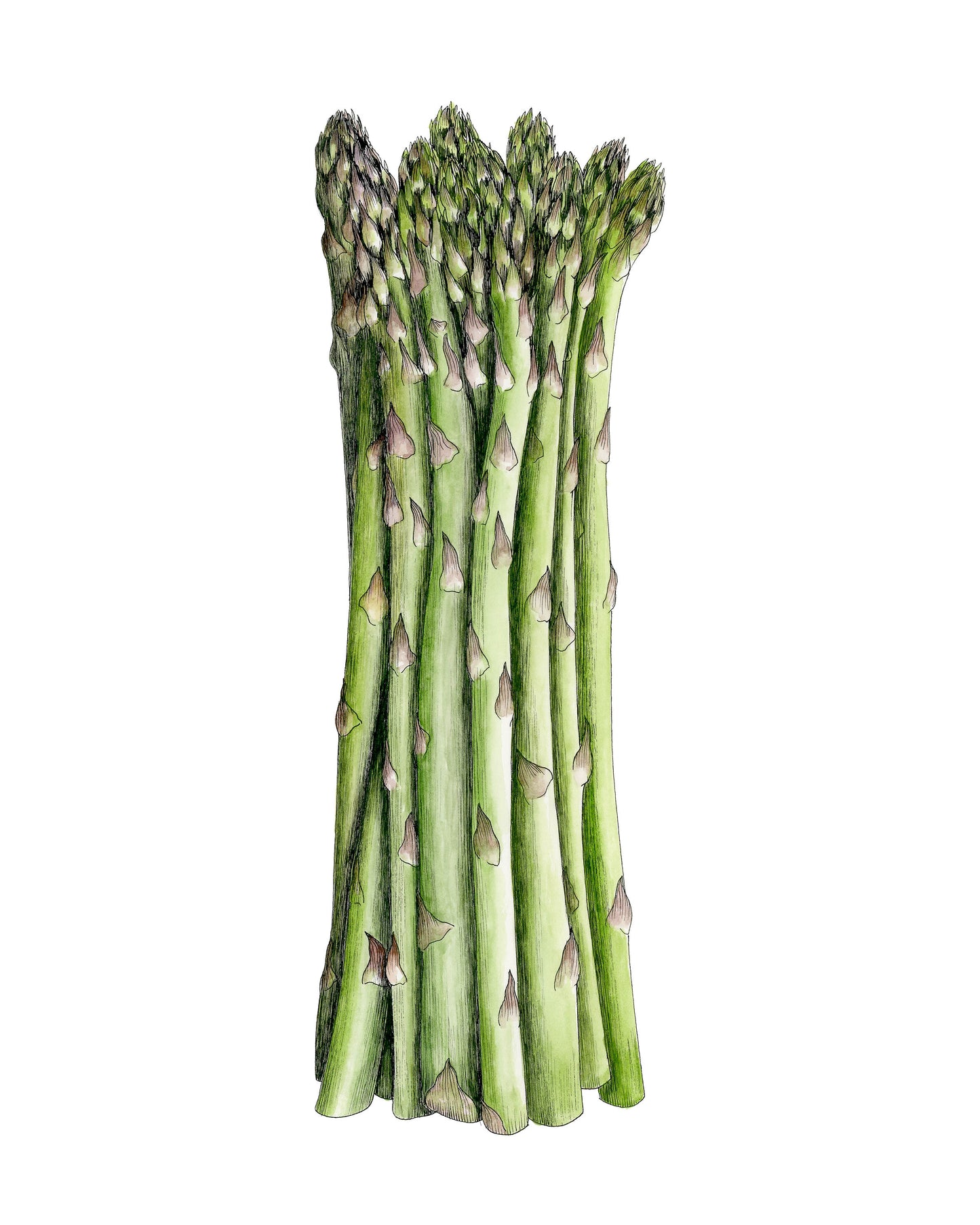 Asparagus Botanical Illustration