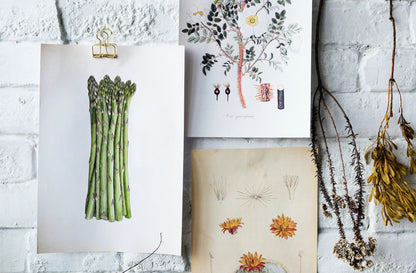 Asparagus Botanical Illustration