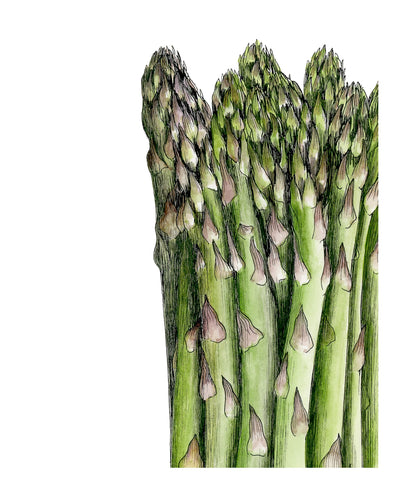 Asparagus Botanical Illustration