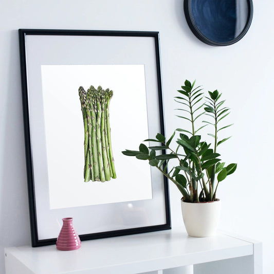 Asparagus Botanical Illustration