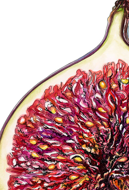 Fig Botanical Drawing