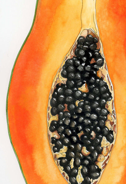 Papaya Botanical Drawing